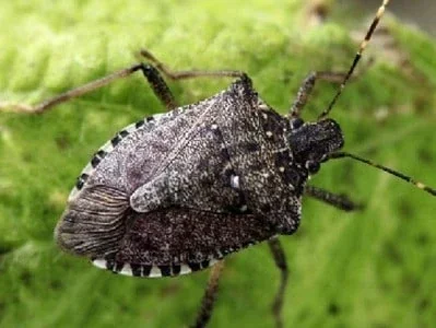 Коричнево-сірий мармуровий клоп з цятками сидить на зеленому листі